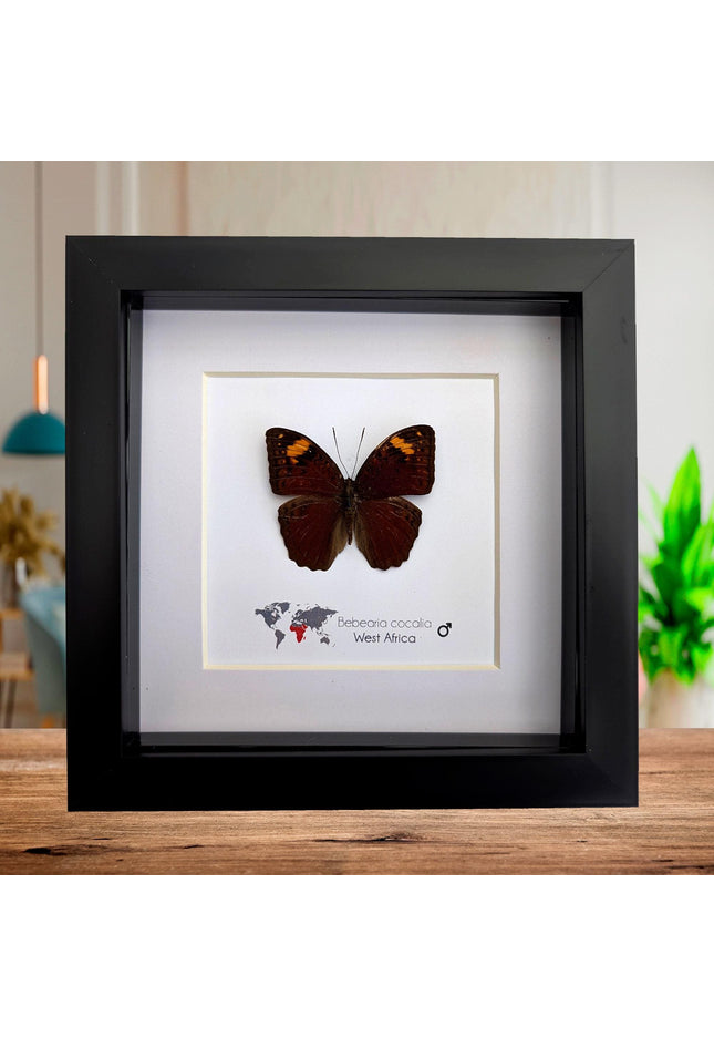 Framed Bebearia Cocalia Butterfly, Cameroon Taxidermy Gift (6x6)
