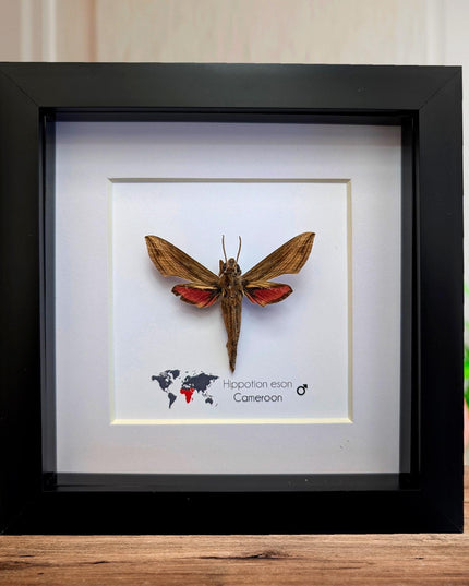 Framed Vine Hawk Moth Display, Entomology Gift, Ethically Sourced (6x6)