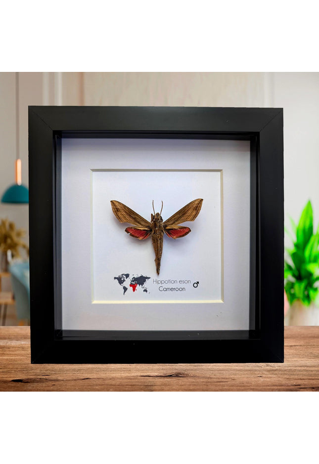 Framed Vine Hawk Moth Display, Entomology Gift, Ethically Sourced (6x6)