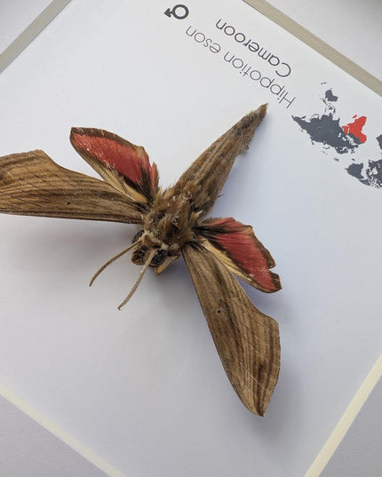 Framed Vine Hawk Moth Display, Entomology Gift, Ethically Sourced (6x6)