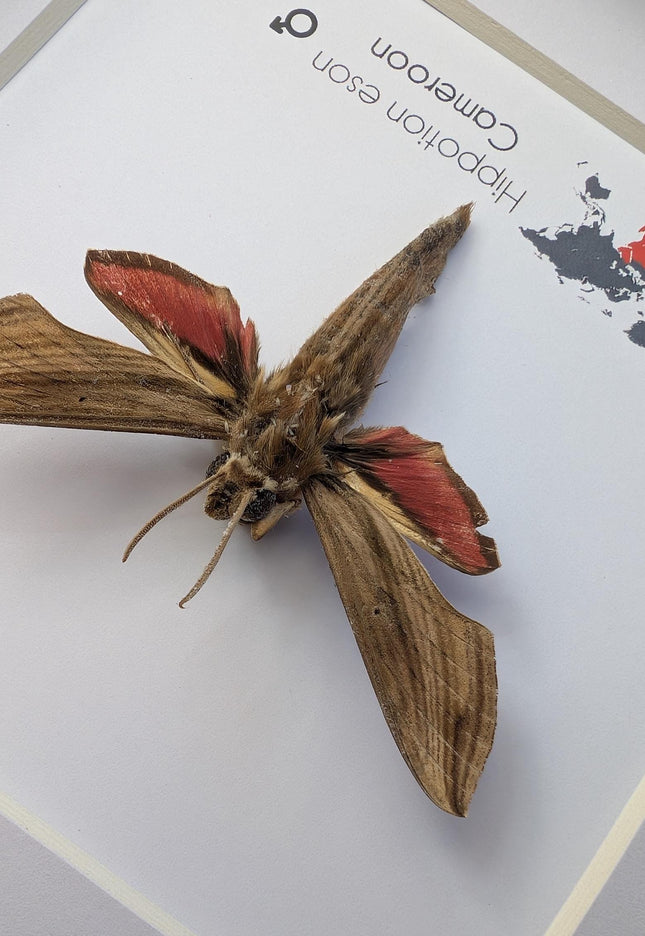 Framed Vine Hawk Moth Display, Entomology Gift, Ethically Sourced (6x6)