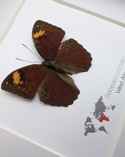Framed Bebearia Cocalia Butterfly, Cameroon Taxidermy Gift (6x6)