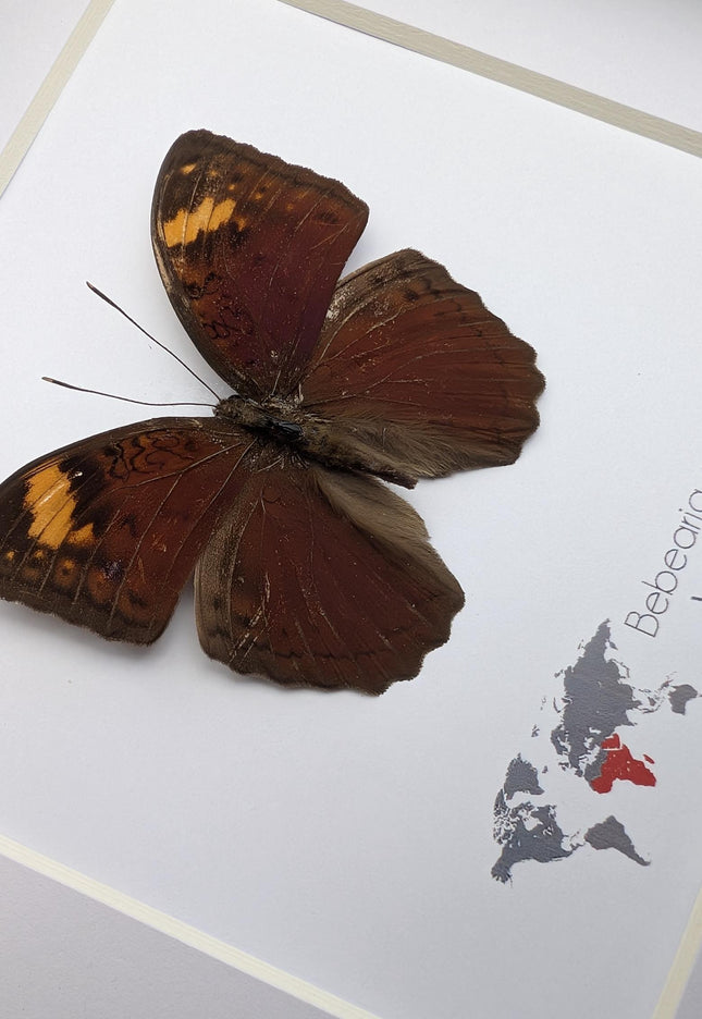Framed Bebearia Cocalia Butterfly, Cameroon Taxidermy Gift (6x6)