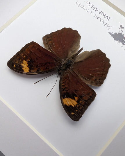Framed Bebearia Cocalia Butterfly, Cameroon Taxidermy Gift (6x6)
