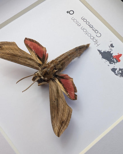 Framed Vine Hawk Moth Display, Entomology Gift, Ethically Sourced (6x6)