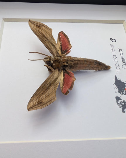 Framed Vine Hawk Moth Display, Entomology Gift, Ethically Sourced (6x6)