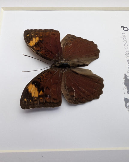 Framed Bebearia Cocalia Butterfly, Cameroon Taxidermy Gift (6x6)