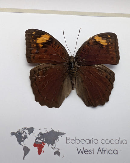 Framed Bebearia Cocalia Butterfly, Cameroon Taxidermy Gift (6x6)