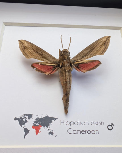 Framed Vine Hawk Moth Display, Entomology Gift, Ethically Sourced (6x6)