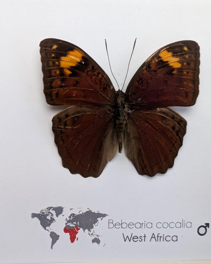 Framed Bebearia Cocalia Butterfly, Cameroon Taxidermy Gift (6x6)