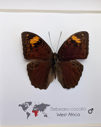 Framed Bebearia Cocalia Butterfly, Cameroon Taxidermy Gift (6x6)