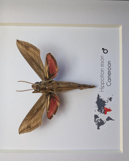 Framed Vine Hawk Moth Display, Entomology Gift, Ethically Sourced (6x6)