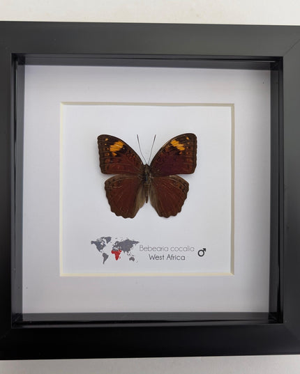 Framed Bebearia Cocalia Butterfly, Cameroon Taxidermy Gift (6x6)