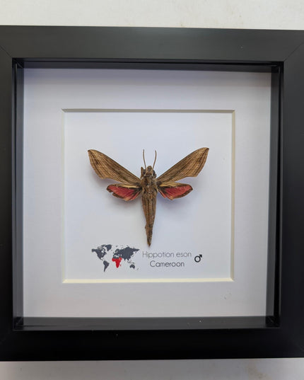 Framed Vine Hawk Moth Display, Entomology Gift, Ethically Sourced (6x6)