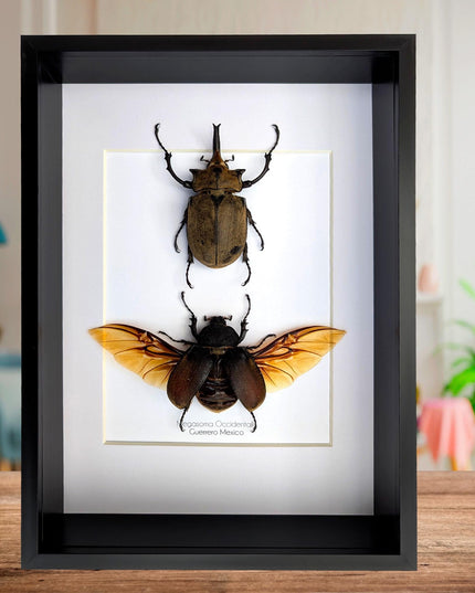 Megasoma occidentalis pair, western elephant beetle, rare species, taxidermy beetle,  entomology present, frame size a4