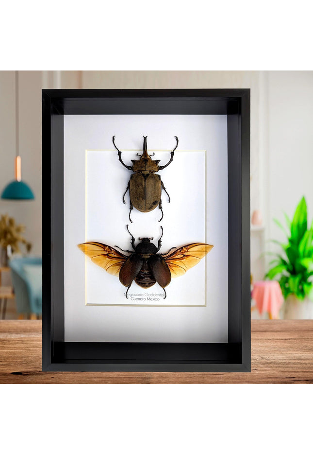 Megasoma occidentalis pair, western elephant beetle, rare species, taxidermy beetle,  entomology present, frame size a4