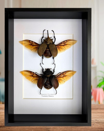 Framed Western Elephant Beetle Pair, Spread Wings, Entomology Present