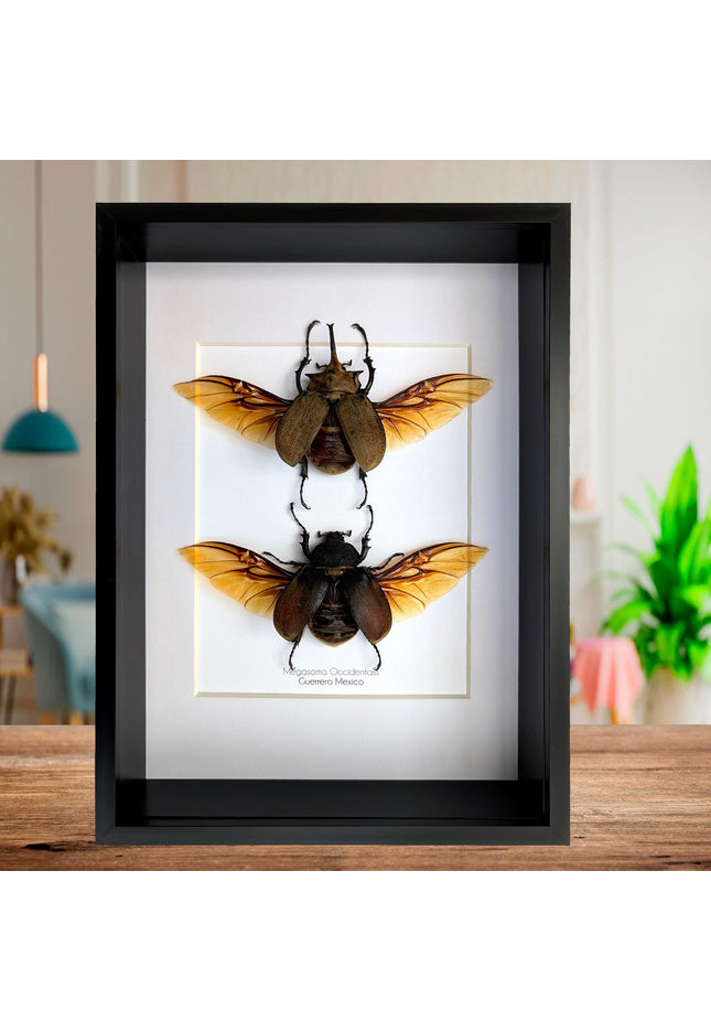 Framed Western Elephant Beetle Pair, Spread Wings, Entomology Present