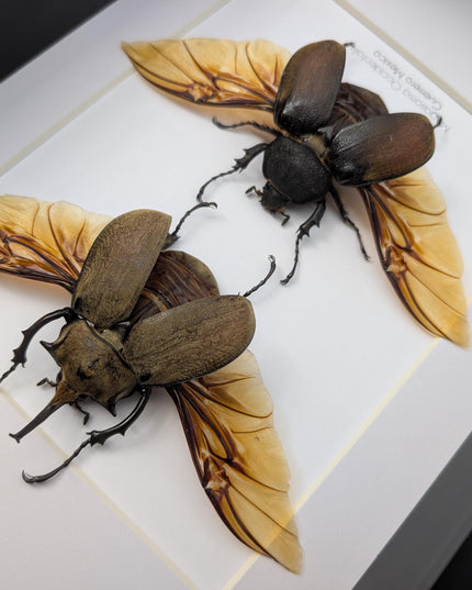 Framed Western Elephant Beetle Pair, Spread Wings, Entomology Present
