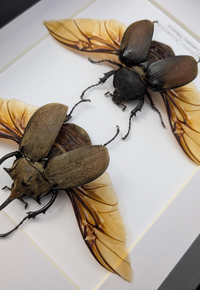 Framed Western Elephant Beetle Pair, Spread Wings, Entomology Present