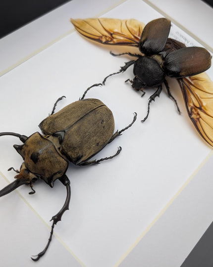 Megasoma occidentalis pair, western elephant beetle, rare species, taxidermy beetle,  entomology present, frame size a4