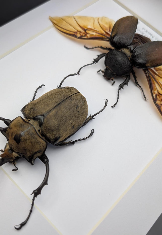 Megasoma occidentalis pair, western elephant beetle, rare species, taxidermy beetle,  entomology present, frame size a4