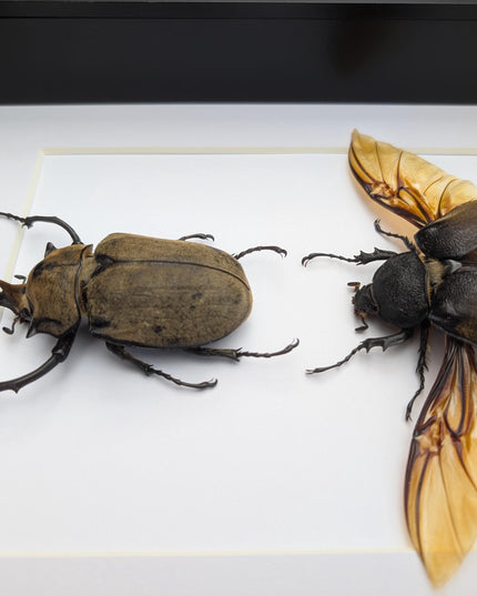 Megasoma occidentalis pair, western elephant beetle, rare species, taxidermy beetle,  entomology present, frame size a4