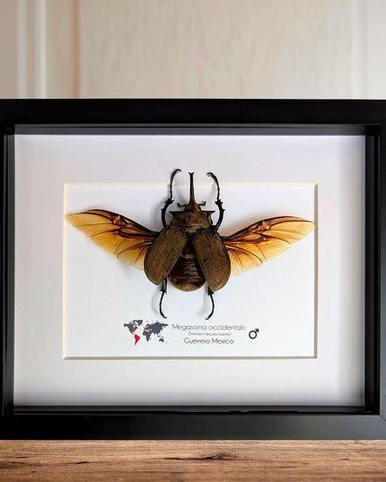 Framed western elephant beetle taxidermy: rare entomology display (10x8)