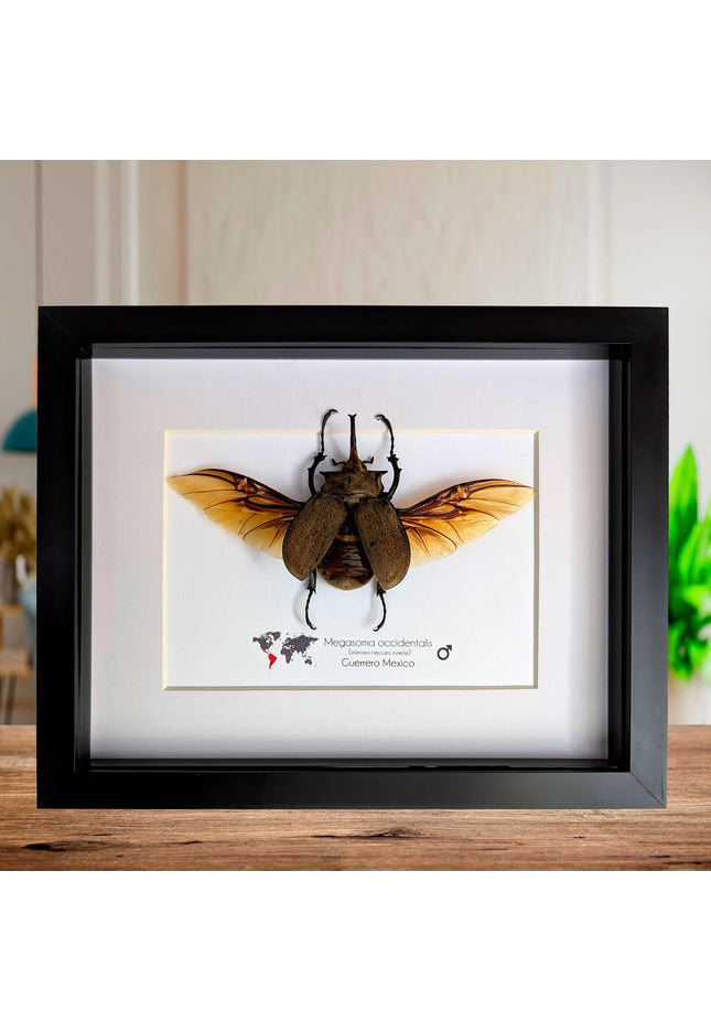 Framed western elephant beetle taxidermy: rare entomology display (10x8)