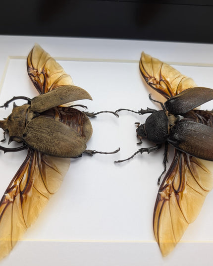 Framed Western Elephant Beetle Pair, Spread Wings, Entomology Present