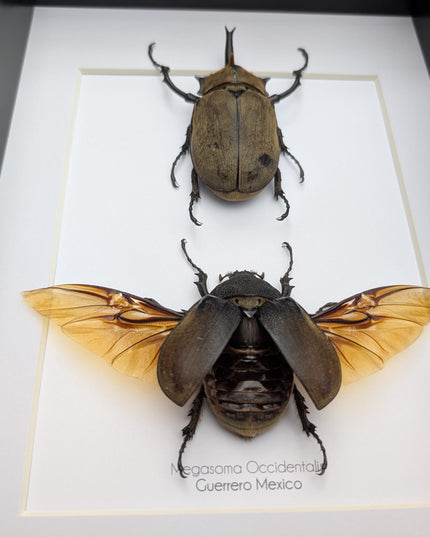 Megasoma occidentalis pair, western elephant beetle, rare species, taxidermy beetle,  entomology present, frame size a4