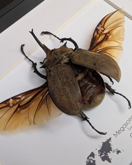 Framed western elephant beetle taxidermy: rare entomology display (10x8)