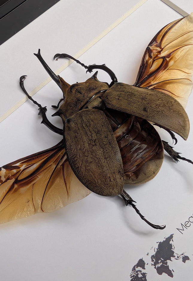 Framed western elephant beetle taxidermy: rare entomology display (10x8)