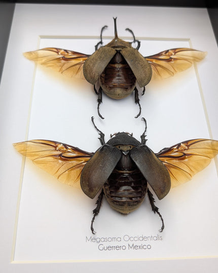 Framed Western Elephant Beetle Pair, Spread Wings, Entomology Present