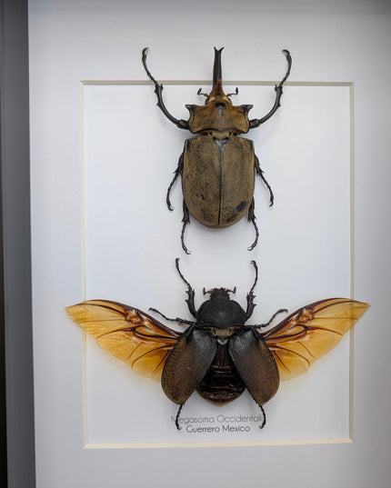 Megasoma occidentalis pair, western elephant beetle, rare species, taxidermy beetle,  entomology present, frame size a4