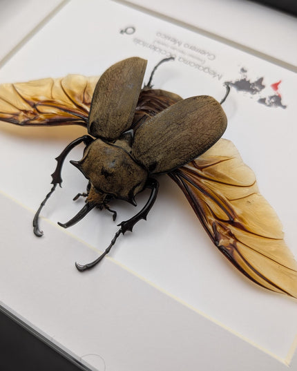 Framed western elephant beetle taxidermy: rare entomology display (10x8)
