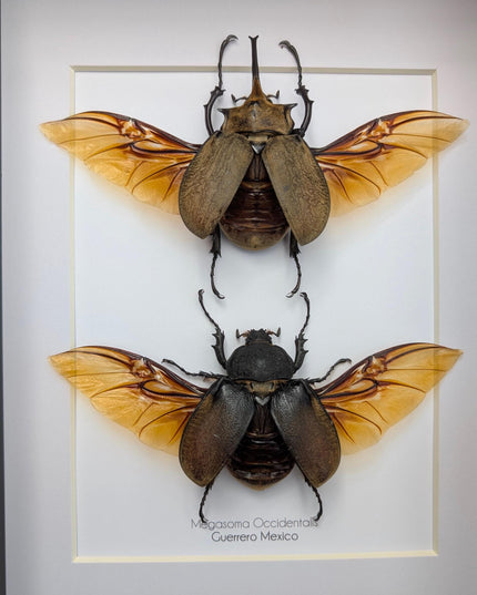 Framed Western Elephant Beetle Pair, Spread Wings, Entomology Present