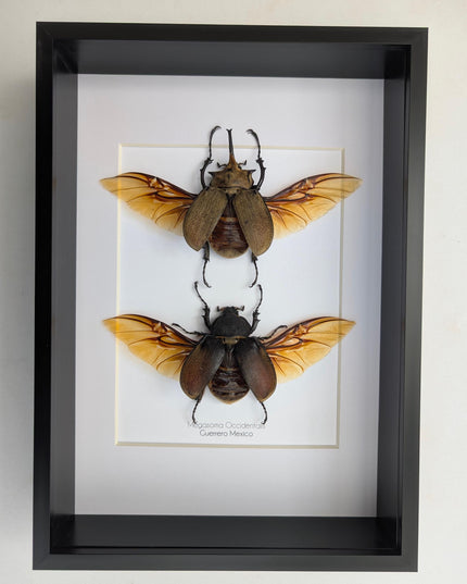 Framed Western Elephant Beetle Pair, Spread Wings, Entomology Present