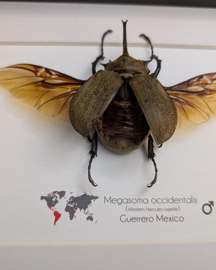 Framed western elephant beetle taxidermy: rare entomology display (10x8)