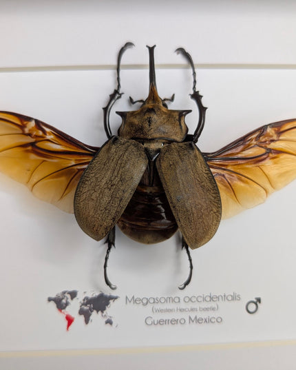Framed western elephant beetle taxidermy: rare entomology display (10x8)