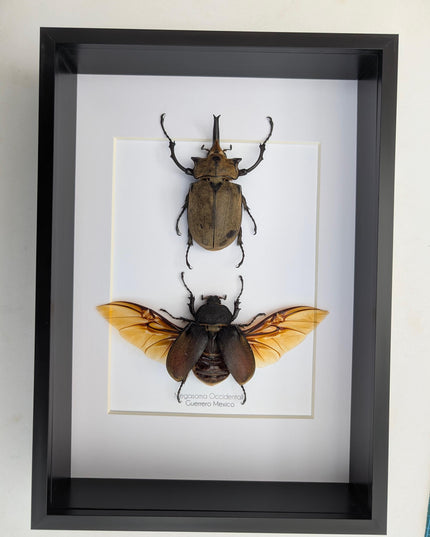 Megasoma occidentalis pair, western elephant beetle, rare species, taxidermy beetle,  entomology present, frame size a4