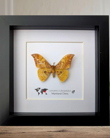 Chinese moth taxidermy: lamaireia luteopeplus entomology wall art