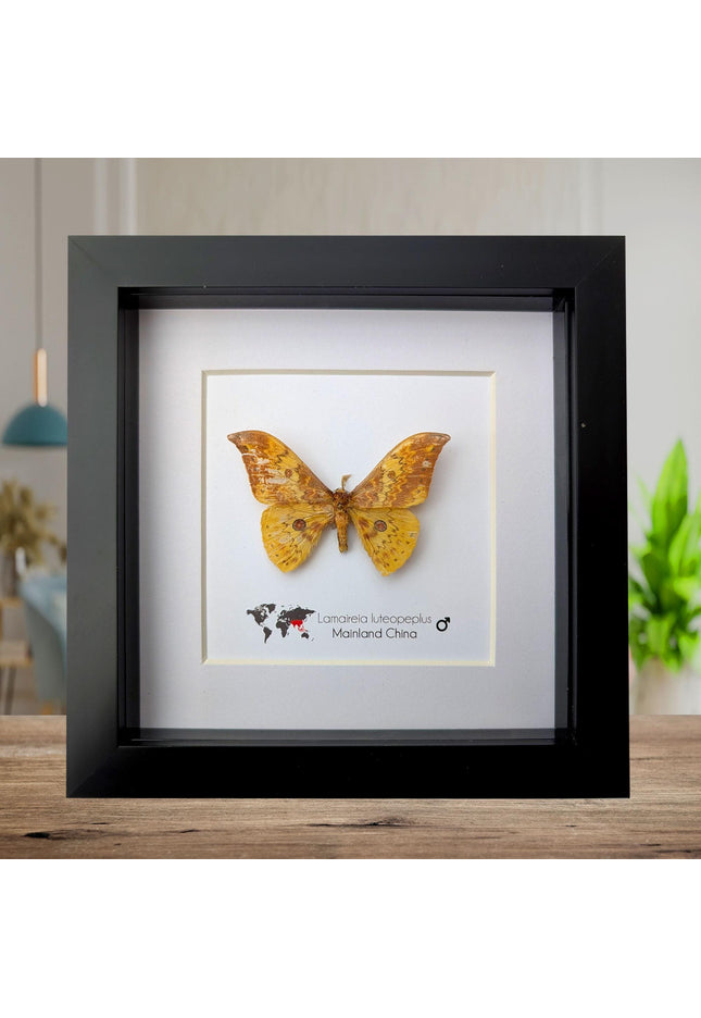 Chinese moth taxidermy: lamaireia luteopeplus entomology wall art