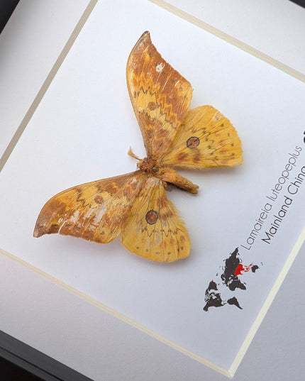 Chinese moth taxidermy: lamaireia luteopeplus entomology wall art