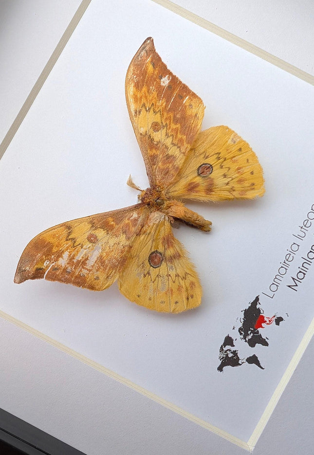 Chinese moth taxidermy: lamaireia luteopeplus entomology wall art