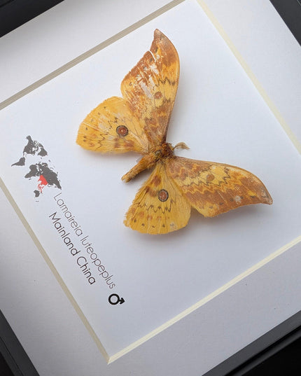 Chinese moth taxidermy: lamaireia luteopeplus entomology wall art