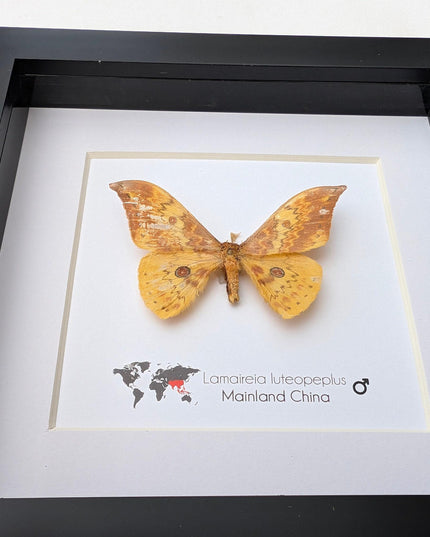 Chinese moth taxidermy: lamaireia luteopeplus entomology wall art