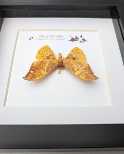 Chinese moth taxidermy: lamaireia luteopeplus entomology wall art