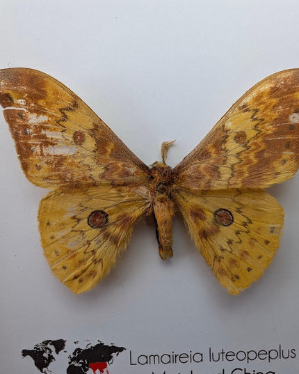 Chinese moth taxidermy: lamaireia luteopeplus entomology wall art