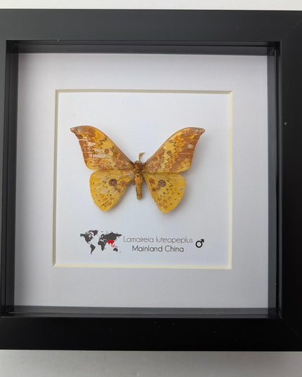 Chinese moth taxidermy: lamaireia luteopeplus entomology wall art